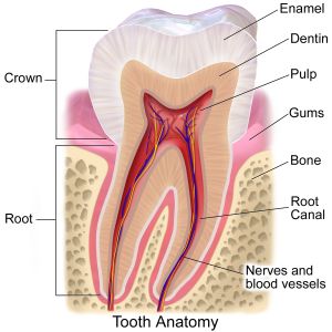 An image showing the tooth anatomy